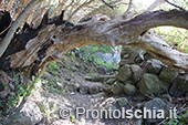 Ischia, Andar per sentieri 19