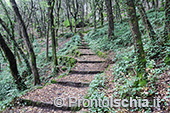 Escursioni a Ischia: dal Bosco della Maddalena a Sant'Angelo 9