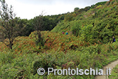 Escursioni a Ischia: dal Bosco della Maddalena a Sant'Angelo 32