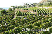 La vendemmia ai Giardini Arimei a Panza 10