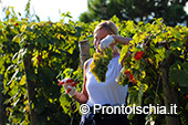 La vendemmia ai Giardini Arimei a Panza 19