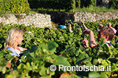 La vendemmia ai Giardini Arimei a Panza 22