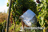 La vendemmia ai Giardini Arimei a Panza 23