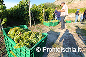 La vendemmia ai Giardini Arimei a Panza 31