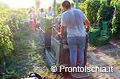 La vendemmia ai Giardini Arimei a Panza 47