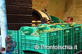 La vendemmia ai Giardini Arimei a Panza 80