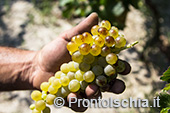 La vendemmia della famiglia Trani a San Pancrazio 11