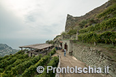 Ischia, Andar per Cantine: Frassitelli al tramonto 10